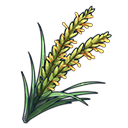 Rice Plant Panicle image